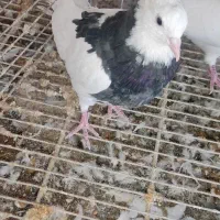 کفتر طوقی|پرنده|شاهرود, |دیوار