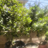 یاس هلندی|گل و گیاه طبیعی|تهران, آزادشهر|دیوار