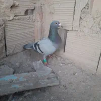 سبز جنگنده ونر