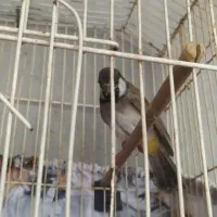 عروس هلندی نر