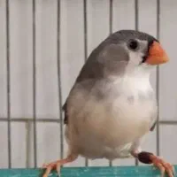 فنچ فروش فوری