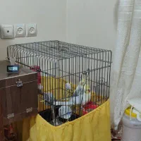 عروس هلندی مولد