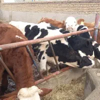 فروش بهترین جنس