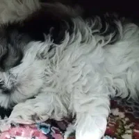 سگ شیتزو|سگ|کرمان, |دیوار