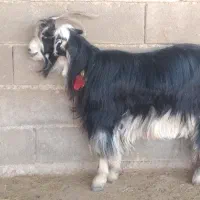 بز جفت ۱۹ تیشتر ۱۵