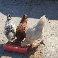 جوجه خروس|حیوانات مزرعه|جهرم, |دیوار