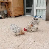 مرغ وخروس کوشین معاوضه با عروس یا مرغ تخمی