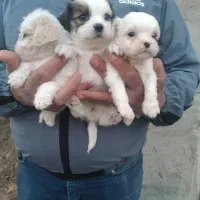 هلندی فرانسوی ایتالیایی فقط تماس|سگ|صدرا-فارس, فاز ۱|دیوار