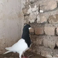 مغلف شصتی زیل دم سفید