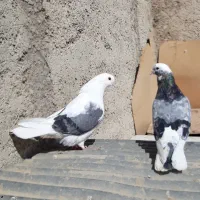 کبوترای گلچین قیمت متن نوشتم بخان