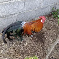 خروس فونیکس وتخم نطفه دار فونیکس