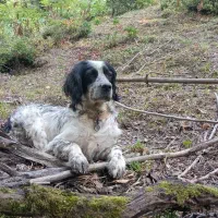 سگ دنبلانی ستر انگلیس