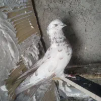 کفتر|پرنده|فولادشهر, B2|دیوار