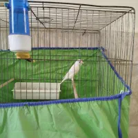 دو عدد قناری نر