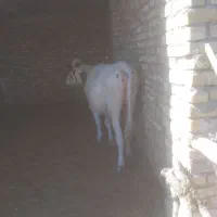 تلیسه ابستن