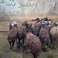 فروش ۱۴ راس بره ماده درجه یک