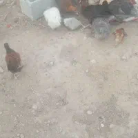 کباب