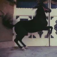 قیماق کرد خالص