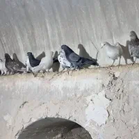 کفتر|پرنده|قنوات, |دیوار