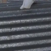 نر پلنگ گم شده|پرنده|بروجرد, |دیوار