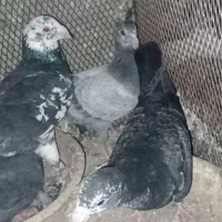 کبوتر|پرنده|خاوران, |دیوار