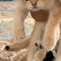 توله ی اسکاتیش ماده