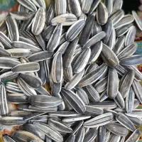 بذر آفتابگردان سنقری