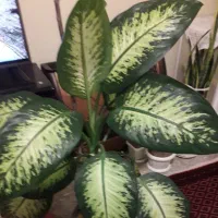 گل دیفین باخیا