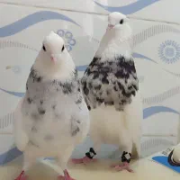 طوقی درجه یک