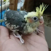 عروس سرلاکی مفت