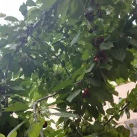 خونه باغ بسیاز زیبا ونقلی طزرجان|فروش خانه و ویلا|تفت, |دیوار