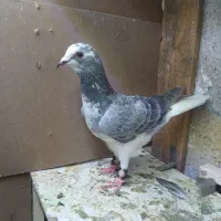 کفتر سرور معاوضه با