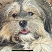 گمشده سگ ماده