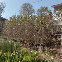 فروش نهال فندق گلدانی ریشه پرس وریشه لخت|خدمات باغبانی و درختکاری|رحیمآباد, |دیوار