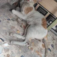 گربه تصادفی