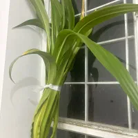 گل طبیعی عنکبوتی|گل و گیاه طبیعی|شهرکرد, |دیوار