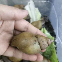 حلزون آچاتینا