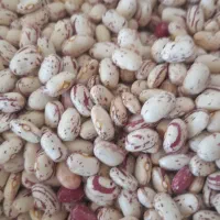 فروش لوبیا چیتی اعلا سرحد یاسوج در نوراباد