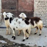 سه راس شیشک ماده پلنگی اصل