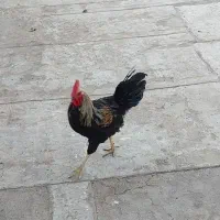 خروس جوان