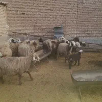 میش بره دار|حیوانات مزرعه|مرودشت, نقش رستم|دیوار