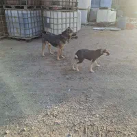 واگذاری سگ|سگ|ساوه, |دیوار