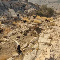 کهره سرحال چاق|حیوانات مزرعه|بهبهان, |دیوار