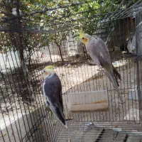 عروس هلندی ابلغ آهویی