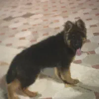 ژرمن|سگ|اراک, |دیوار