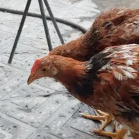 خروس زبر و زرنگ وخوشگل