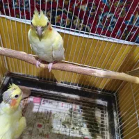 عروس هلندی مولد همراه جوجه|پرنده|لاهیجان, طالقانی|دیوار