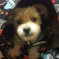 سگ گمشده شیتزو|حیوانات|قدس, شهر‌قدس|دیوار