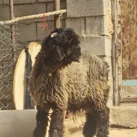 بره|حیوانات مزرعه|شوشتر, |دیوار