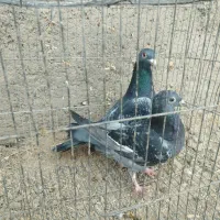 کفتر|پرنده|بافق, |دیوار